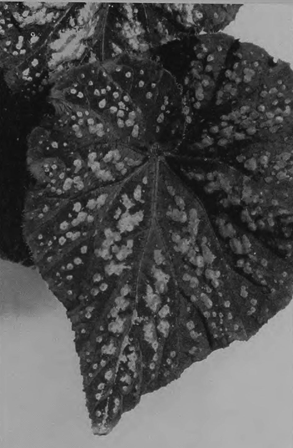B. ‘Curly Jade’